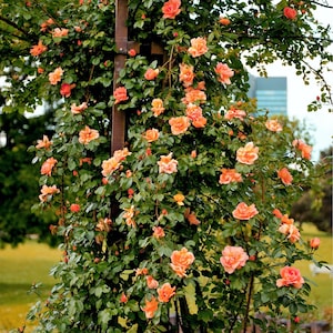 5 ORANGE CLIMBING ROSE Rosa Bush Vine Climber Fragrant Butterfly Flower Seeds