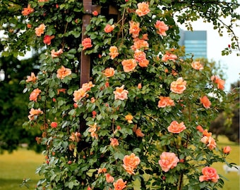 5 ORANGE CLIMBING ROSE Rosa Bush Vine Climber Fragrant Butterfly Flower Seeds