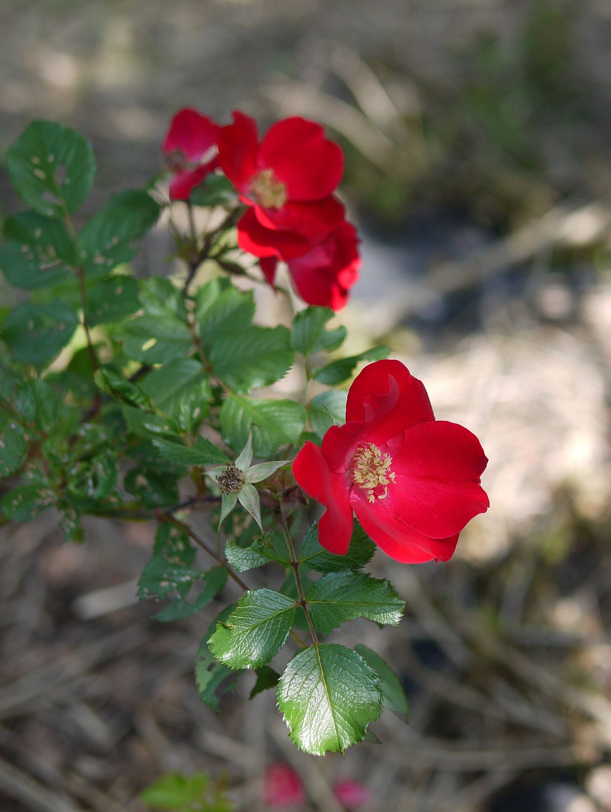 30 JAPANESE RED ROSE Bush Rosa Rugosa Rubra Rugrose Fragrant Etsy