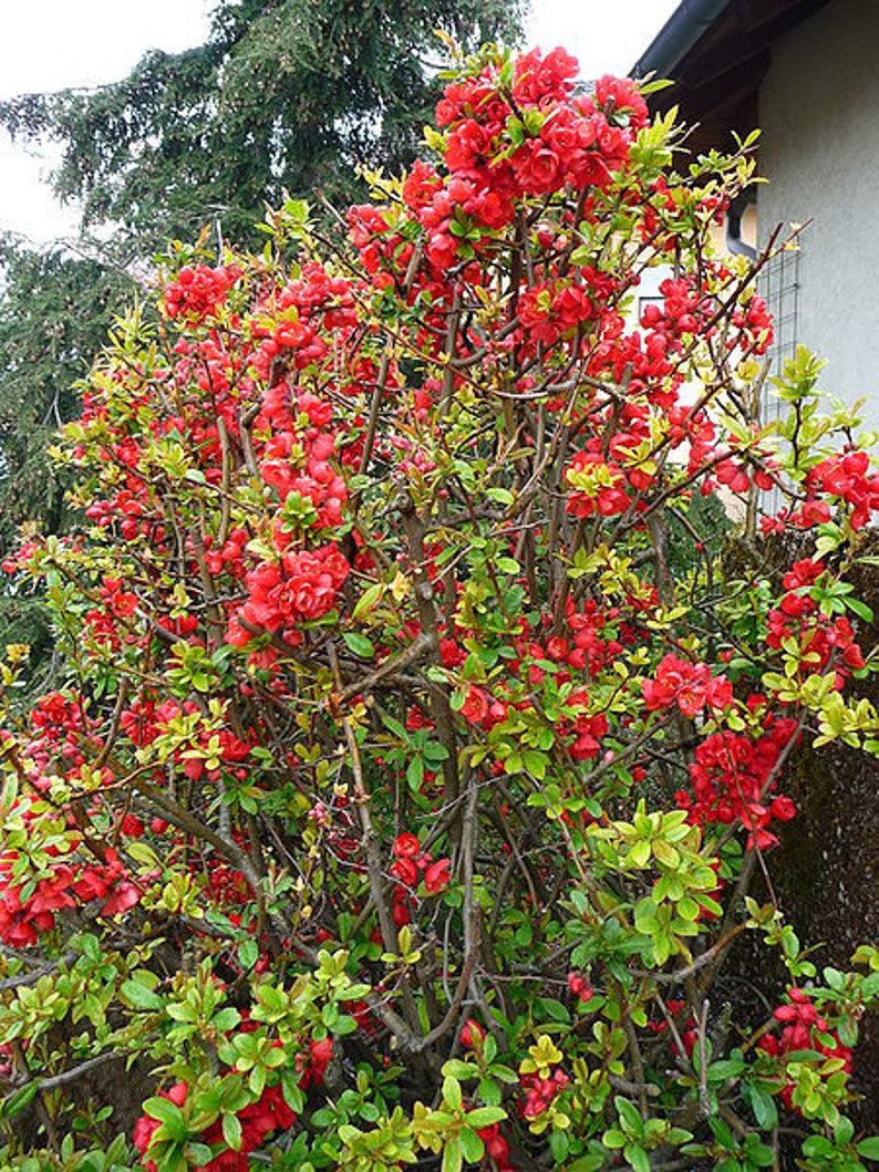 20 Red Flowering DWARF QUINCE Shrub Fruit Chaenomeles