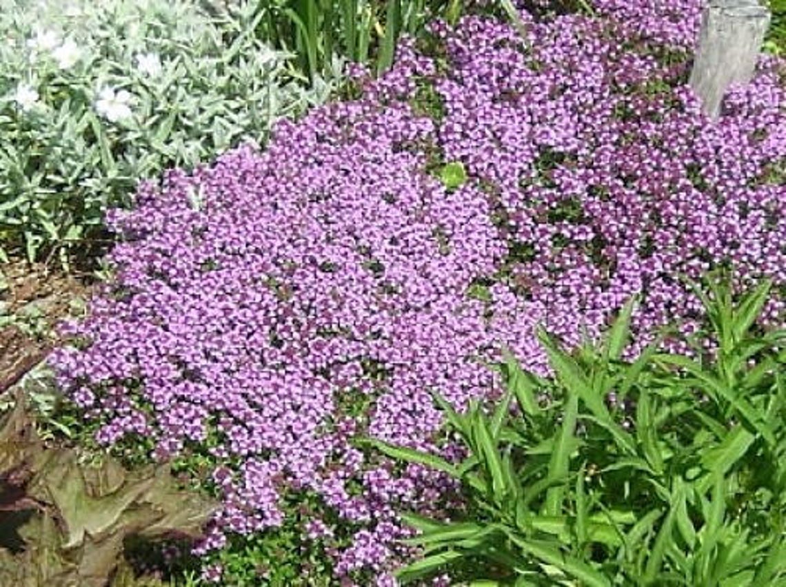 100 Walk on Me CREEPING THYME Thymus Serpyllum Herb Flower Etsy