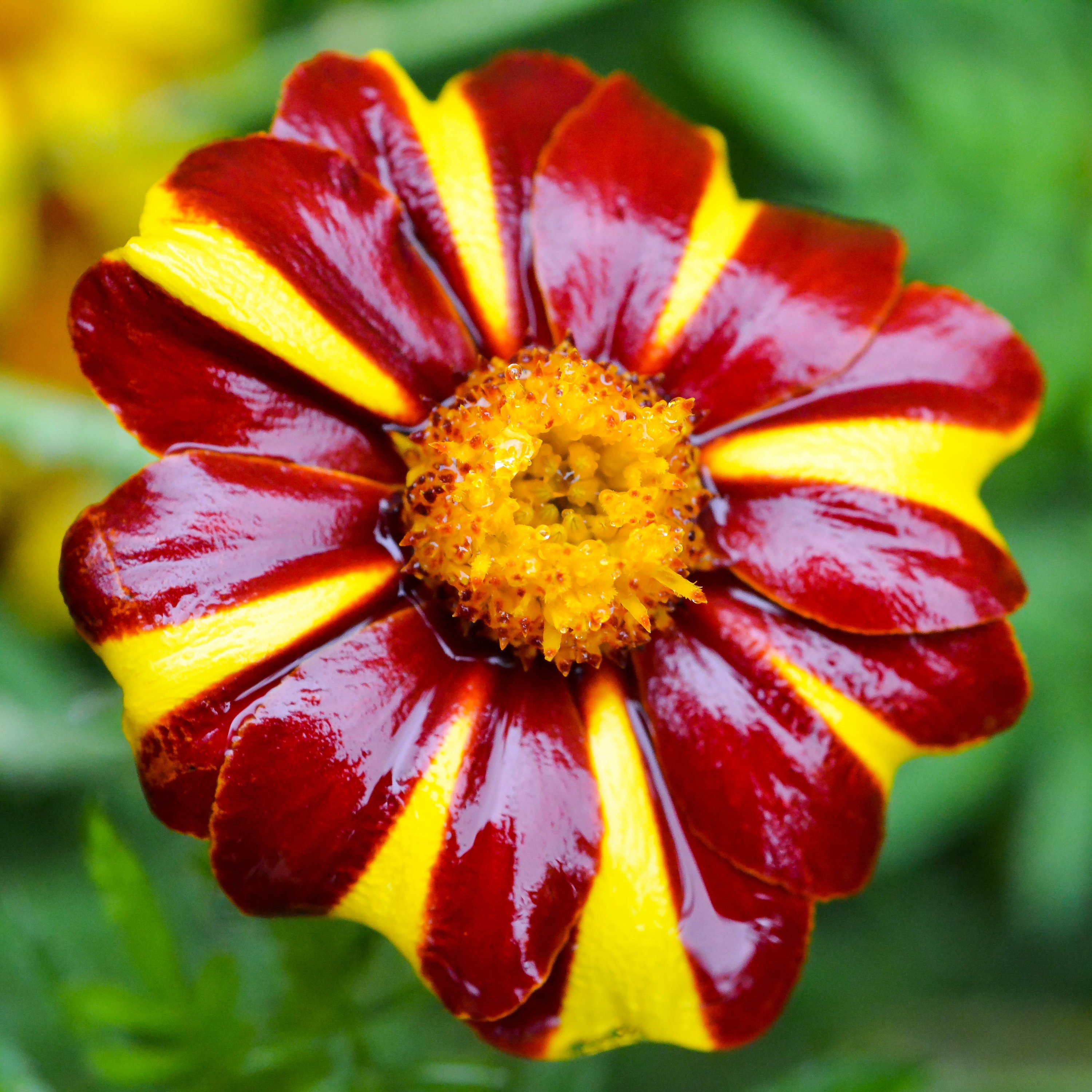 200 COURT JESTER MARIGOLD French Tagetes Patula Nana Red Yellow Striped