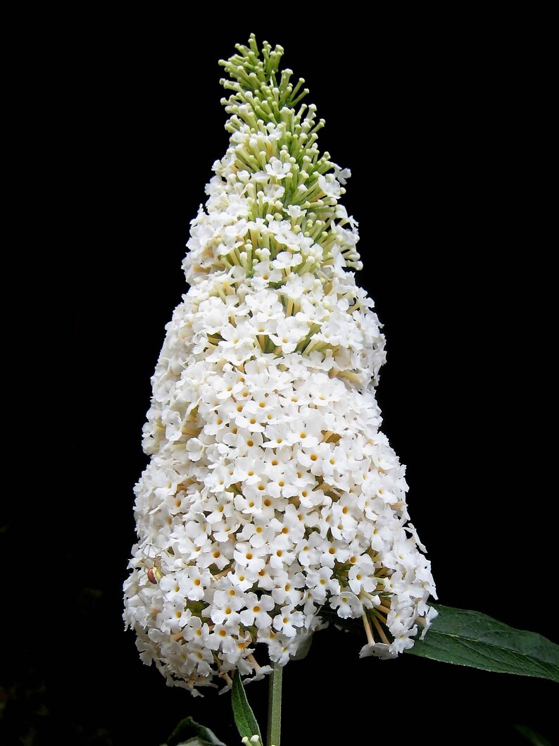 50 WHITE BUTTERFLY BUSH Buddleia Davidii Flower Seeds Flat Etsy