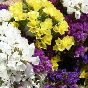 50 Pacific Mix STATICE SINUATA Mixed Colors Sea Lavender Limonium Latifolia Flower Seeds image 1