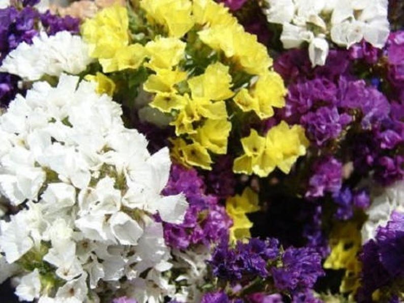 50 Pacific Mix STATICE SINUATA Mixed Colors Sea Lavender Limonium Latifolia Flower Seeds image 1