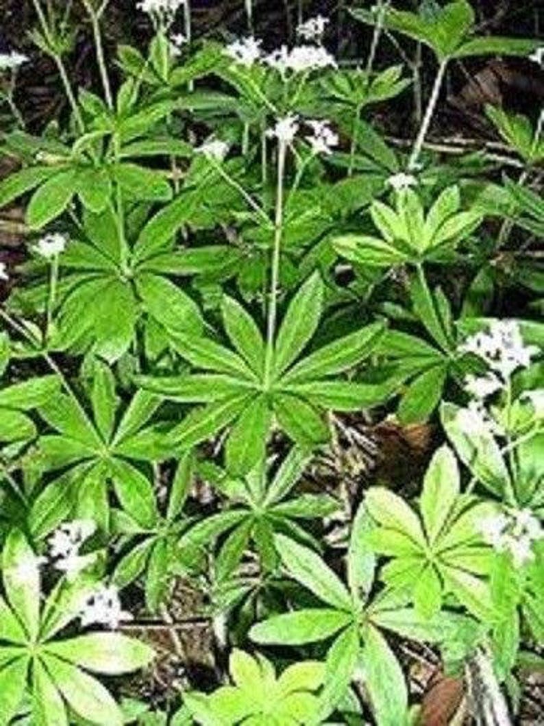 20 SWEET WOODRUFF ASPERULA Galium Odoratum Shade White Flower image 7