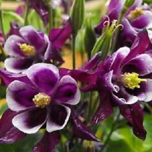 100 ZWERG COLUMBINE MIX Aquilegia Vulgaris Mischfarben Blumensamen * Kombiniert S / H