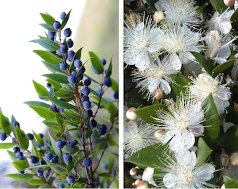 20 TRUE MYRTLE Myrtus Communis aka Common & Sweet Myrtle Fragrant White Flower Edible Blue Berry Fruit Shrub Seeds