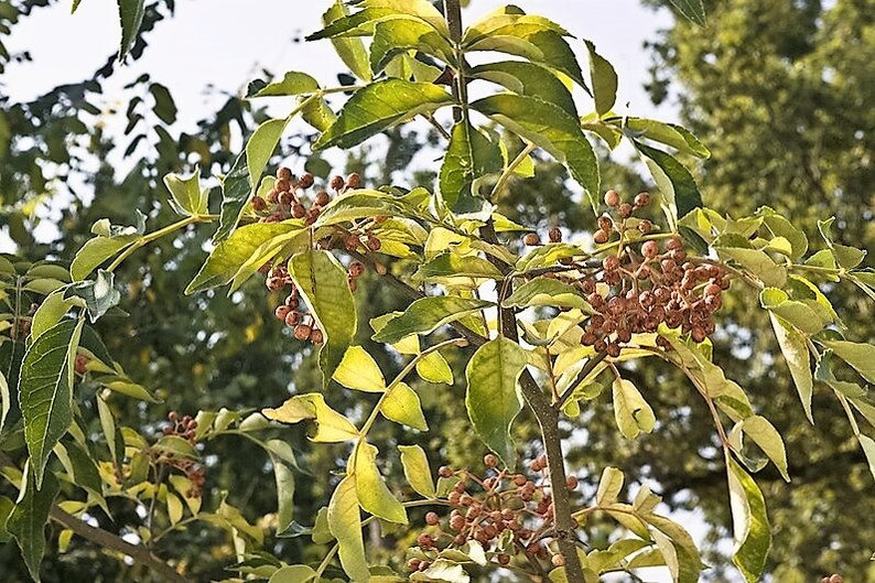 25 SZECHUAN PEPPER Peppercorn Sichuan Szechwan Zanthoxylum