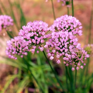 10 MUSVITLÖK Allium Angulosum Vild vitlök Rosa blomörtfrön * Flatfrakt