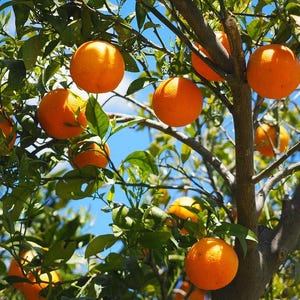 20 TANGERINE Mandrin Orange Citrus Reticulata Fruit Tree Seeds