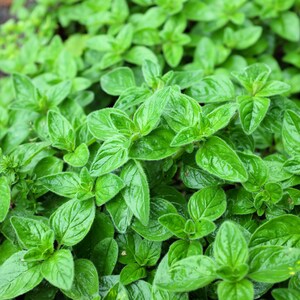 500 OREGANO Origanum Vulgare Kraut Lila Schmetterling Blumensamen