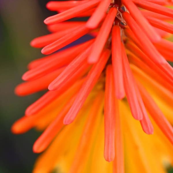 50 TORCH LILY Red Hot Poker / Tritoma / Kniphofia Uvaria Flower Seeds