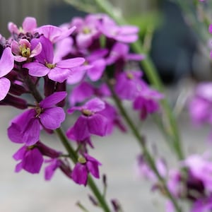 500 EVENING night SCENTED STOCK Matthiola Longipetala Bicornis Flower Seeds image 5