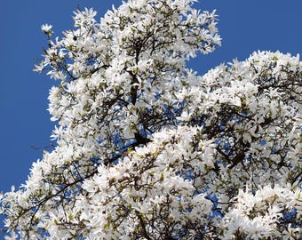10 MAGNOLIA KOBUS aka magnolia japonais ou kobushi - blanc rose 4" graines de fleurs parfumées