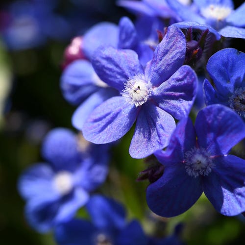 100 BLUE ITALIAN ALKANET Anchusa Capensis Flower Seeds