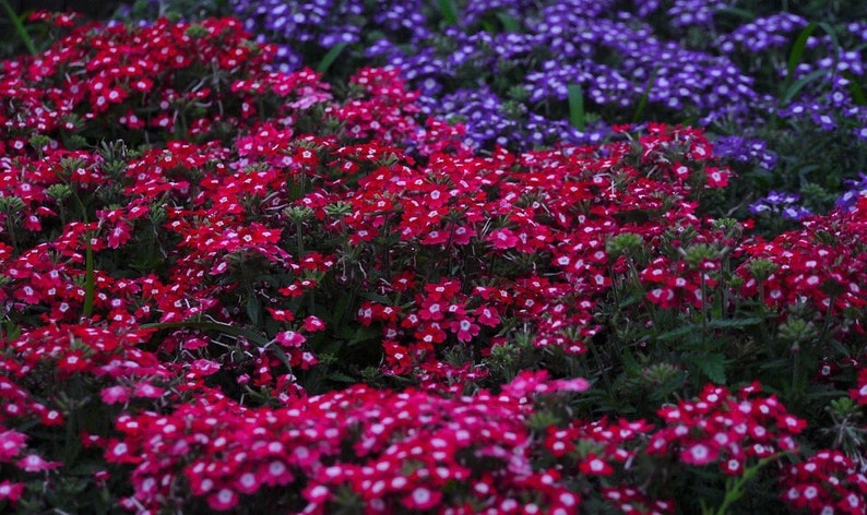 100 MIXED COLORS VERBENA Hortensis Flower Seeds image 3