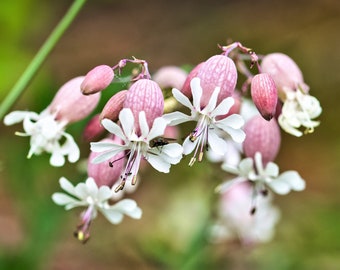 100 MAIDENSTEARS Silene Vulgaris aka Bladder Campion Maidens Tears Pink & White Flower Seeds