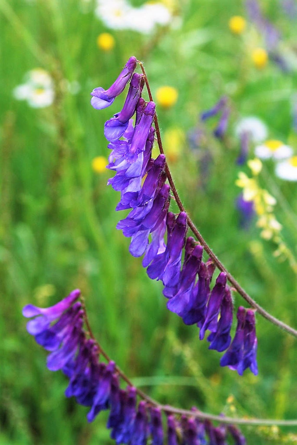 100 HAIRY CROWN VETCH russian Vetch Vicia Villosa Flower | Etsy