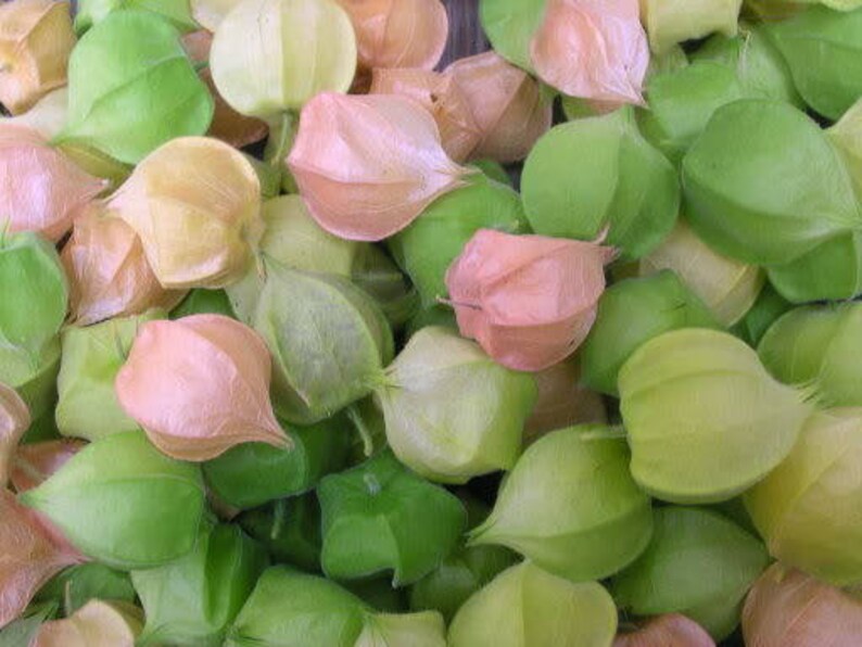 50 PINEAPPLE TOMATILLO Yellow Ground Cherry Physalis