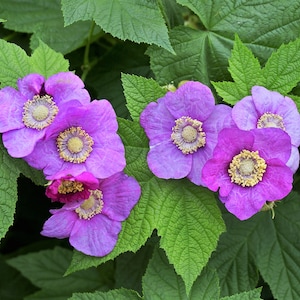 20 PURPLE FLOWERING RASPBERRY Thornless Edible Rubus Odoratus Fruit Berry Seeds image 1