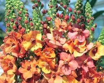 100 MIXED COLORS VERBASCUM Verbascum Phoeniceum Flower Seeds