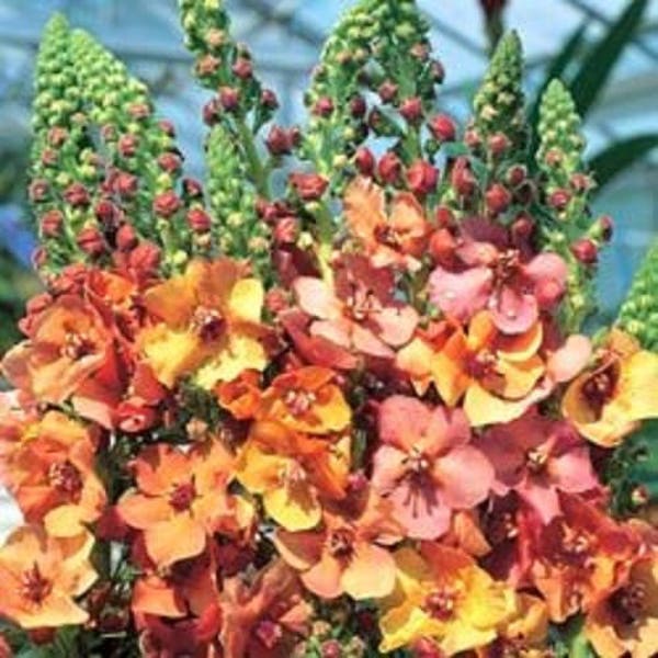 100 MIXED COLORS VERBASCUM Verbascum Phoeniceum Flower Seeds