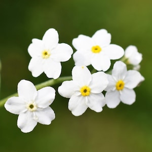 100 Victoria WHITE FORGET Me NOT Myosotis Alpestris Shade oder Sun Blumensamen