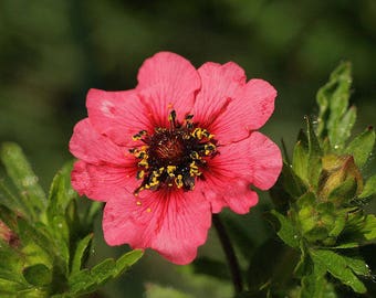 50 NEPAL CINQUEFOIL / POTENTILLA Nepalensis Pink Red Flower Seeds *Flat Shipping