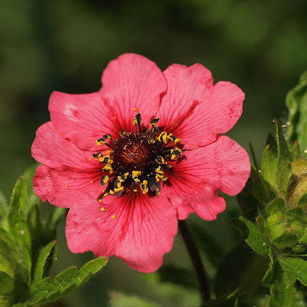 50 NEPAL CINQUEFOIL / POTENTILLA Nepalensis Pink Red Flower Seeds *Flat Shipping