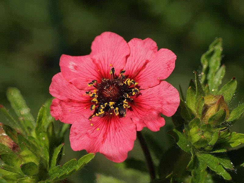 50 Nepal Cinquefoil Potentilla Nepalensis Pink Red Flower Seeds Flat Shipping