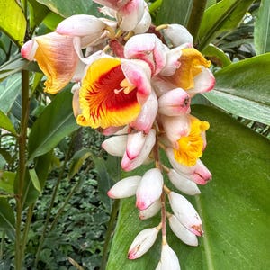 5 KAT GINGER Pink & Yellow Shell Alpinia Katsumadai Hayata Flower Herb Seeds
