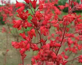 100 HEUCHERA FIREFLY Coral Bells Heuchera Sanguinea Red Flower Shade Seeds