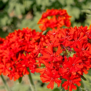 70 RED LYCHNIS Chalcedonica / Rose Campion / Catchfly Flower Seeds *Flat Shipping