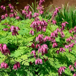10 Pink FRINGED Fern Leaf BLEEDING HEART Dicentra Eximia Fernleaf Sun or Shade Flower Seeds