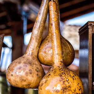 30 DIPPER GOURD Siphon Gourd Green Lagenaria Siceraria Vegetable Seeds