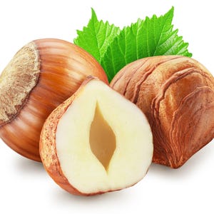 5 EUROPEAN HAZELNUT TREE aka Common Filbert Corylus Avellana Fruit Nut Seeds