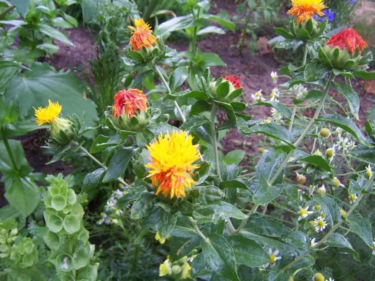 300 SAFFLOWER Saffron Carthamus Tinctorius Yellow Orange