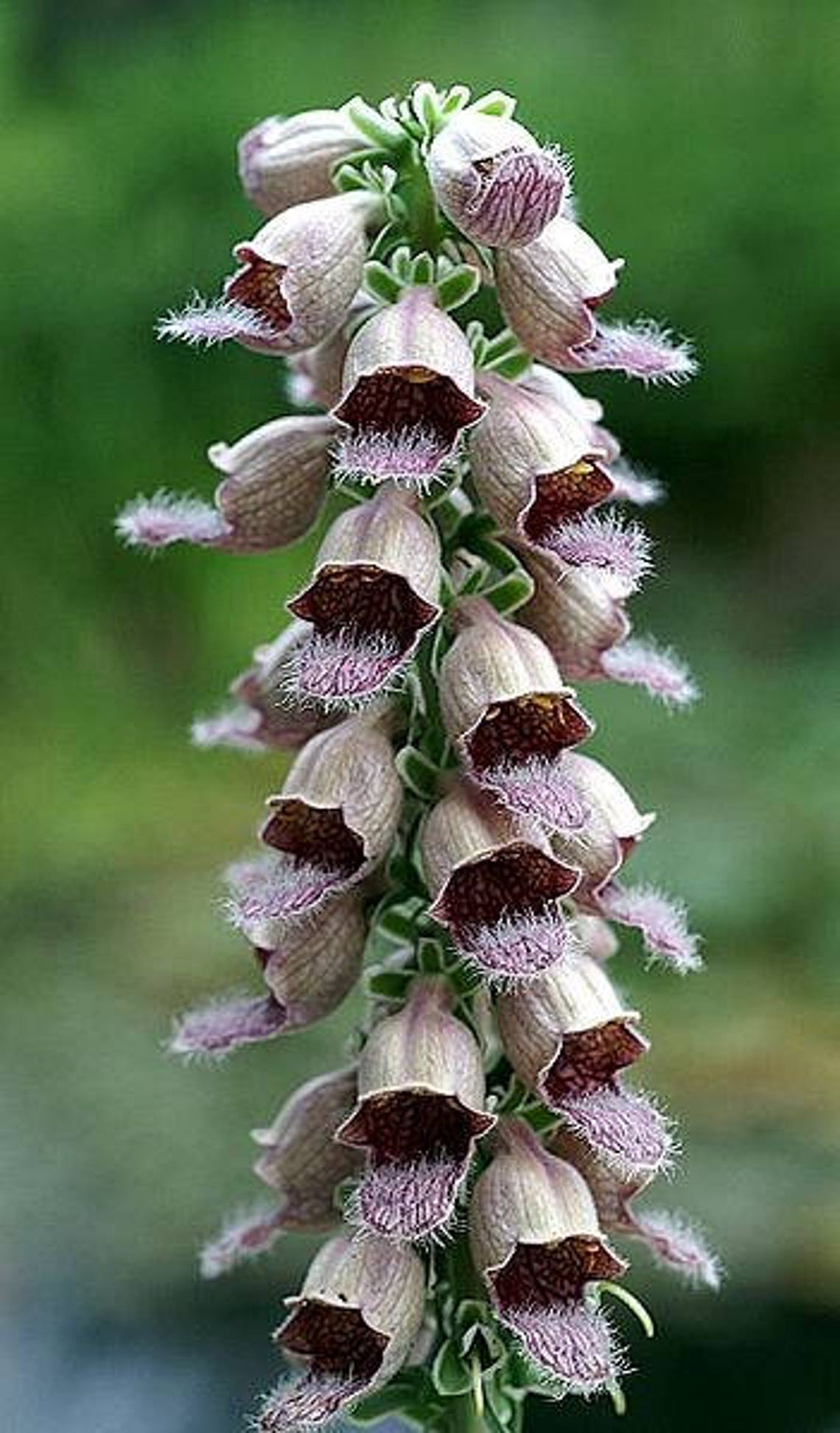 50 RUSTY FOXGLOVE Hummingbird Flower Digitalis Ferruginea Etsy