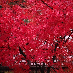 25 Scarlet CAROLINA RED MAPLE Tree Acer Rubrum Seeds
