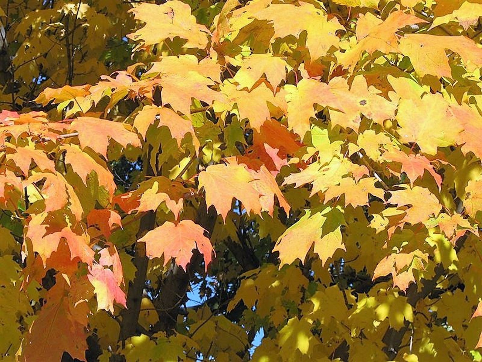 25 SUGAR MAPLE Syrup TREE Native Rock Fall Color Acer Etsy