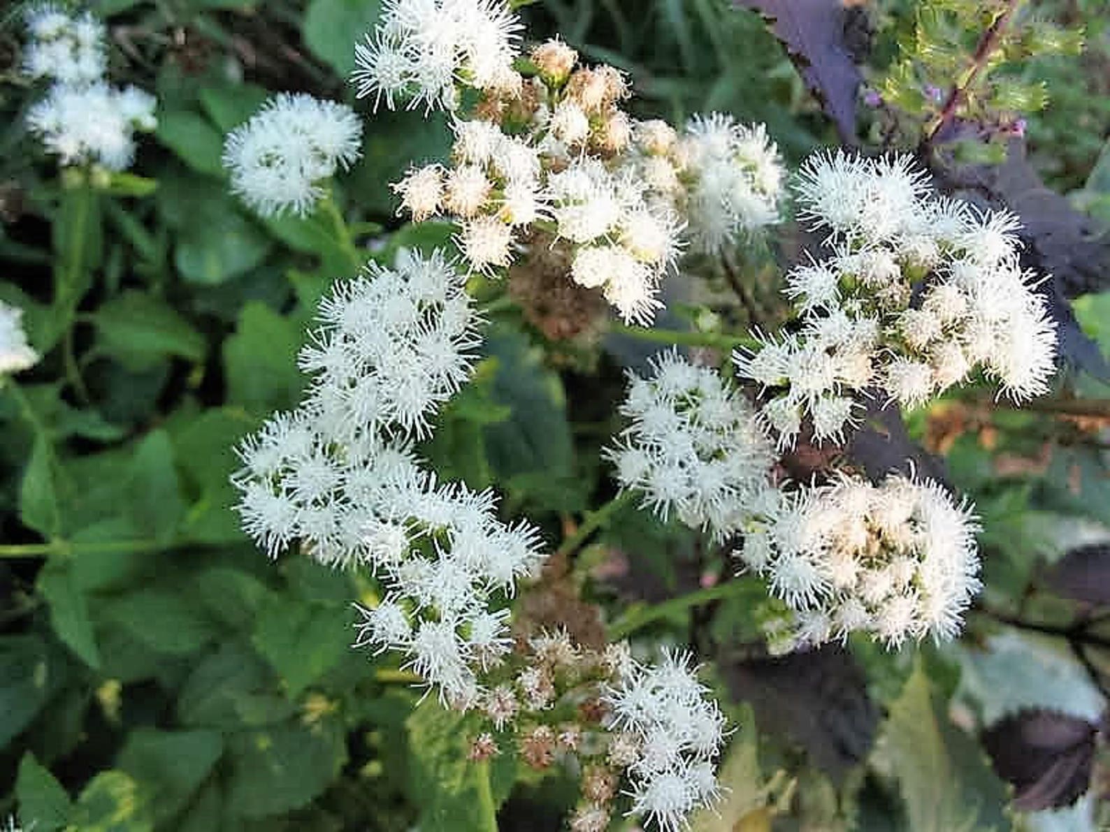 50 CHOCOLATE Joe PYE WEED Eupatorium Rugosum Flower Seeds Etsy