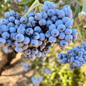 ブルーエルダーベリー（Sambucus Cerulea、アリゾナブルーエルダー）の種子50個。