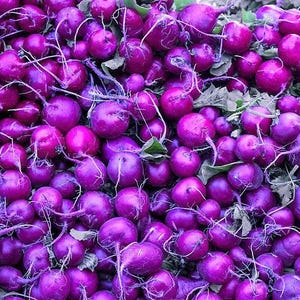 300 PURPLE PLUM RADISH Raphanus Sativus White Flesh Root Vegetable Seeds