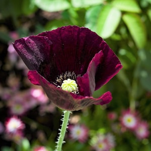 250 Organic AFTER MIDNIGHT POPPY Darkest Purple Almost Black Papaver Somniferum Flower Seeds