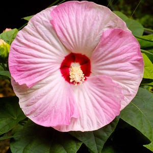 10 Luna PINK SWIRL Hardy HIBISCUS Moscheutos Flower Seeds