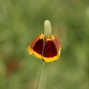 500 MEXICAN HAT Ratibida Columnaris Flower Seeds image 4