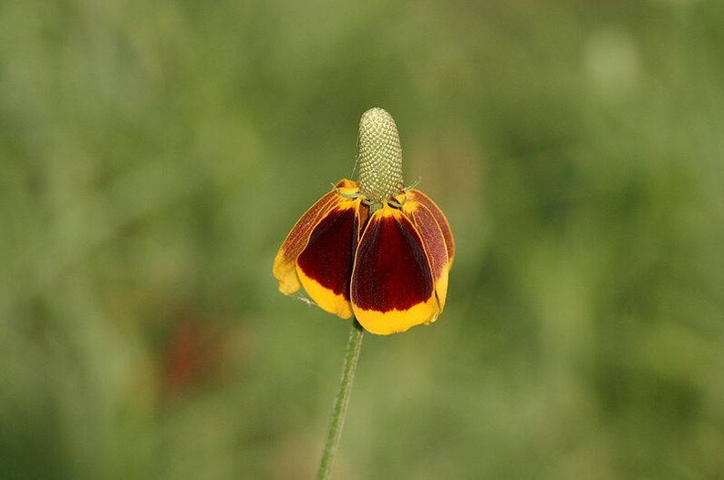 500 MEXICAN HAT Ratibida Columnaris Flower Seeds image 4