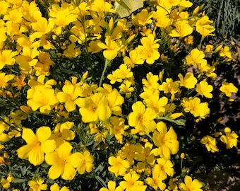500 Organic GOLDEN FLAX Yellow Linseed Common Linum Flavum Flower Seeds *Comb S/H
