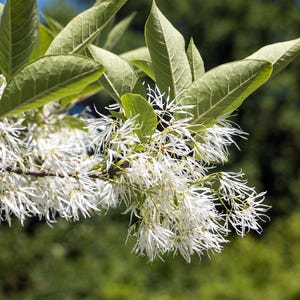 3 FRINGE TREE Chionanthus Virginicus Old Man's Beard White Flower Seeds *Flat Shipping